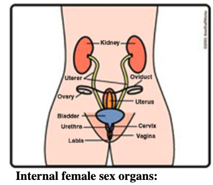 Female Internal Reproductive Organs
